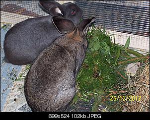 VG Bunny und Fridolin Bilder und Frage-100_7678.jpg