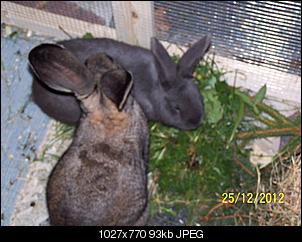 VG Bunny und Fridolin Bilder und Frage-100_7679.jpg