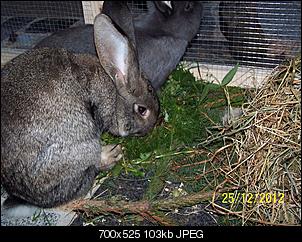 VG Bunny und Fridolin Bilder und Frage-100_7681.jpg