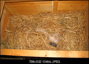 Lola hitzig oder scheinschwanger??-dsc08790.jpg