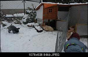 Fellpflege bei Kaninchen?-schneehasen.jpg