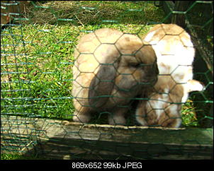 Kaninchen sind weg-bild0820.jpg
