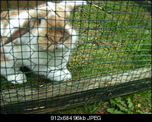 Kaninchen sind weg-bild0809.jpg
