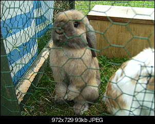 Kaninchen sind weg-bild0811.jpg