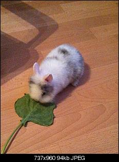 Kaninchen, 6 Wochen scheint �berfordert zu sein..-lilo.jpg