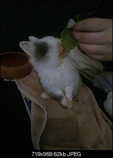 Kaninchen, 6 Wochen scheint �berfordert zu sein..-lilo2.jpg