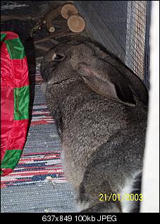 VG Bunny und Fridolin Bilder und Frage-100_7879.jpg