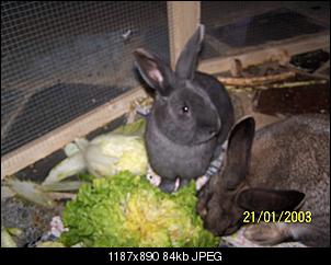 VG Bunny und Fridolin Bilder und Frage-100_7850.jpg