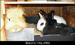 Kaninchen ausgesetzt O_O-dscn0629.jpg
