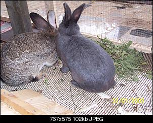 VG Bunny und Fridolin Bilder und Frage-100_7885.jpg