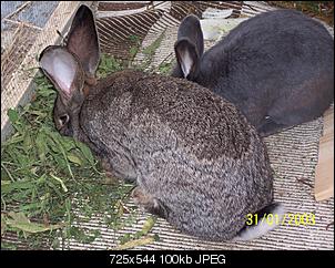 VG Bunny und Fridolin Bilder und Frage-100_7887.jpg