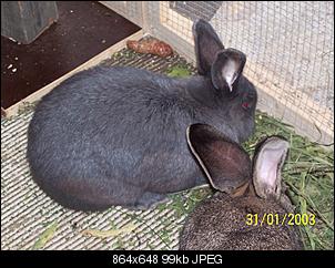 VG Bunny und Fridolin Bilder und Frage-100_7891.jpg