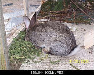 VG Bunny und Fridolin Bilder und Frage-100_7888.jpg