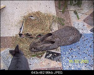 VG Bunny und Fridolin Bilder und Frage-100_7913.jpg