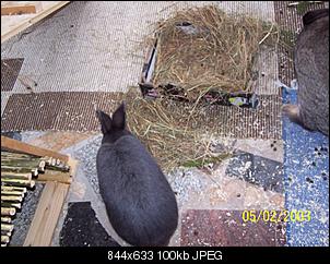VG Bunny und Fridolin Bilder und Frage-100_7914.jpg