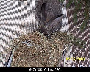 VG Bunny und Fridolin Bilder und Frage-100_7916.jpg