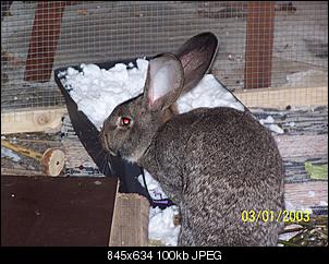 VG Bunny und Fridolin Bilder und Frage-100_7920.jpg