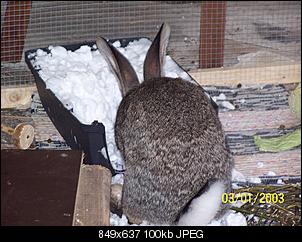 VG Bunny und Fridolin Bilder und Frage-100_7922.jpg
