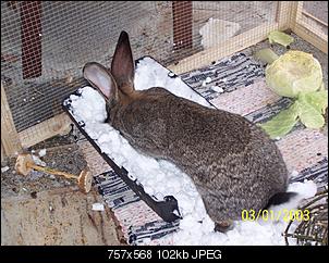 VG Bunny und Fridolin Bilder und Frage-100_7924.jpg