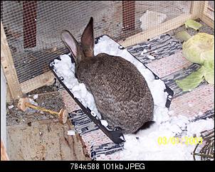 VG Bunny und Fridolin Bilder und Frage-100_7925.jpg