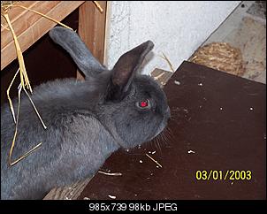 VG Bunny und Fridolin Bilder und Frage-100_7937.jpg
