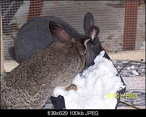 VG Bunny und Fridolin Bilder und Frage-100_7940.jpg