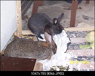 VG Bunny und Fridolin Bilder und Frage-100_7941.jpg