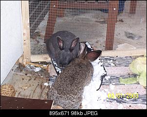 VG Bunny und Fridolin Bilder und Frage-100_7942.jpg