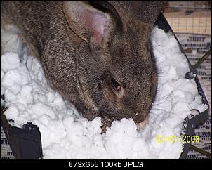VG Bunny und Fridolin Bilder und Frage-100_7938.jpg