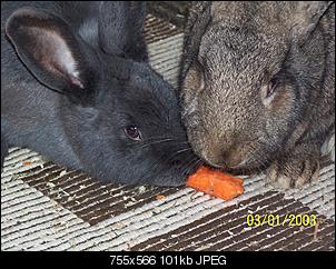 VG Bunny und Fridolin Bilder und Frage-100_7929.jpg