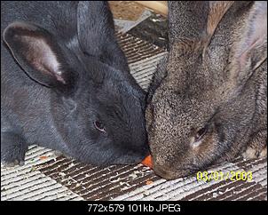 VG Bunny und Fridolin Bilder und Frage-100_7930.jpg