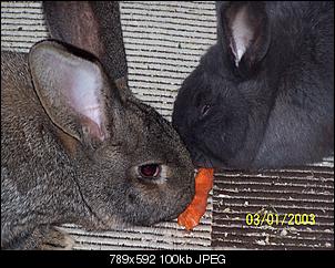 VG Bunny und Fridolin Bilder und Frage-100_7927.jpg