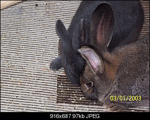 VG Bunny und Fridolin Bilder und Frage-100_7928.jpg