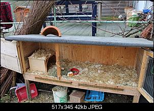 Kaninchen wird vom Rangh�herem gejagt-img_3683-k.jpg