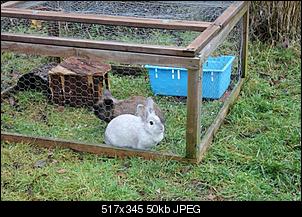 Kaninchen wird vom Rangh�herem gejagt-img_3708-k.jpg
