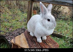 Kaninchen wird vom Rangh�herem gejagt-img_3722-k.jpg