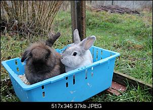 Kaninchen wird vom Rangh�herem gejagt-img_3802-k.jpg