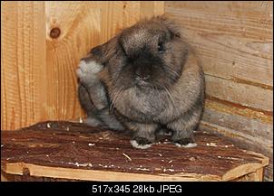 Kaninchen wird vom Rangh�herem gejagt-img_3869-k.jpg