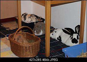 Kaninchen Vergesellschaftung klappt nicht...-img_0001.jpg