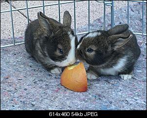 Darf ich Kaninchenmama und Babys umsetzen?-mix-14.06-033.jpg