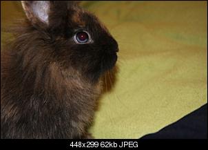 Kaninchen aufnehmen-kr%FCmel01.jpg