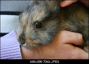 Kaninchen aufnehmen-rudi.jpg