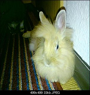 zusammenf�hrung lukas und lydia-sissi-lukas-mai-2010-003.jpg