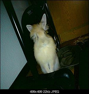 zusammenf�hrung lukas und lydia-sissi-lukas-mai-2010-005.jpg