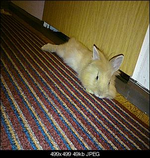 zusammenf�hrung lukas und lydia-sissi-lukas-mai-2010-010.jpg