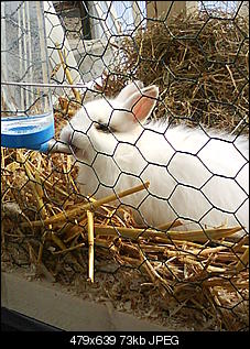 Sehr scheue Kaninchen. Hilfe! :(-dsc04938.jpg