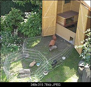 Zoff im Hasenstall-cimg1166.jpg
