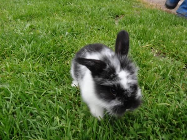 Name:  Mein Kaninchen. Cola.jpg
Hits: 696
Gr��e:  50,2 KB