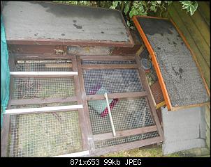 neuer partner f�rs kaninchen-dscn9796%5B1%5D.jpg