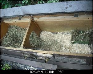 neuer partner f�rs kaninchen-dscf5750.jpg